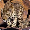 African Wildlife theme